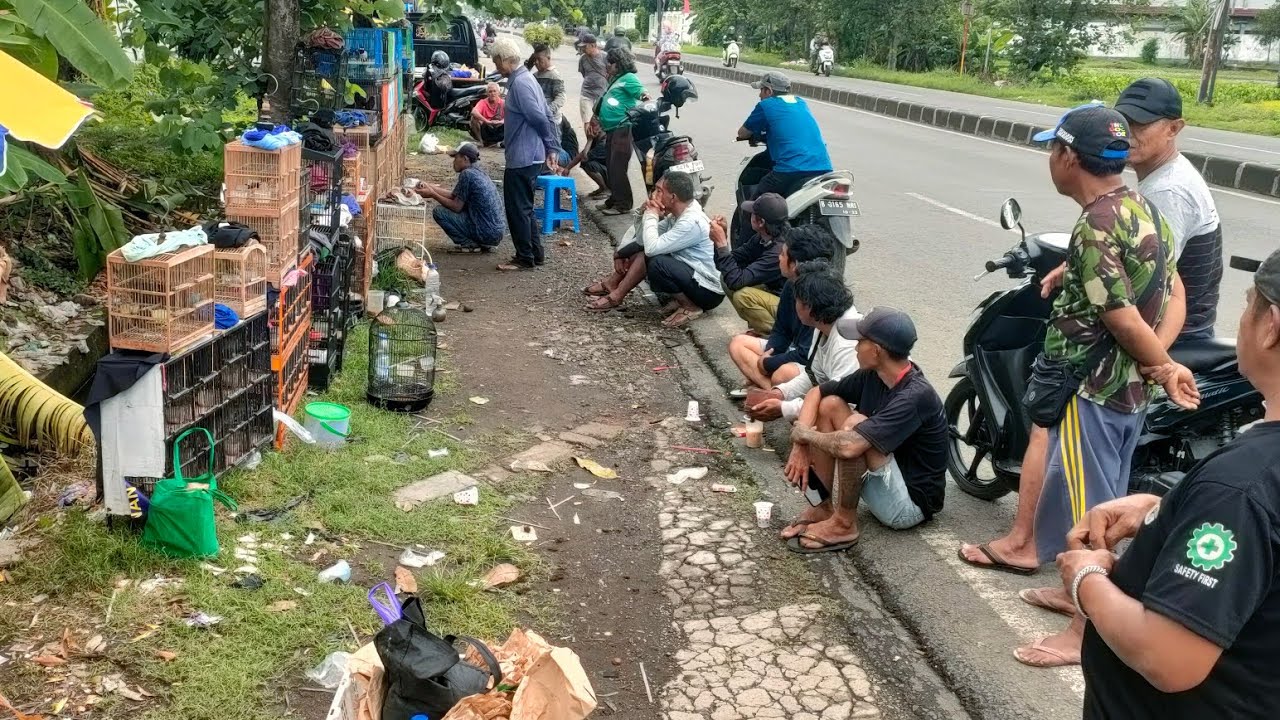 BURUNG GACOR DAN RAWATAN DI JUAL MURAH²