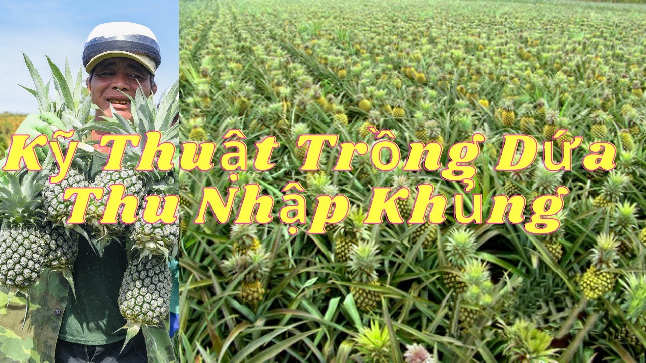 Cách Trồng Dứa Đúng Kỹ Thuật Năng Xuất Cao - Nhà Vườn Vũ Tiến