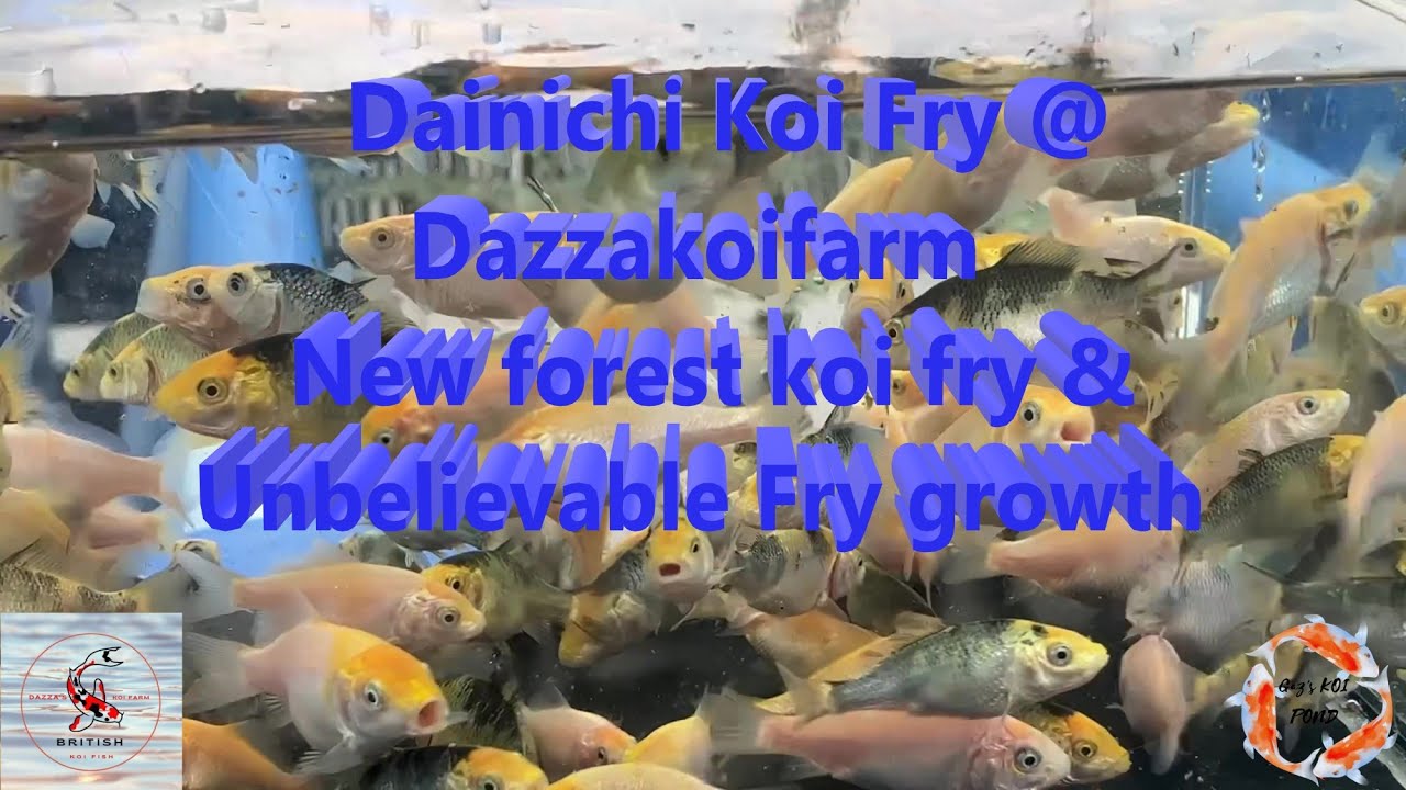 Dainichi Koi Fry @ Dazzakoifarm, New forest koi fry & [Unbelievable Fry growth] #keepsmiling #koifry