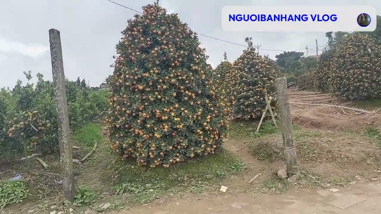Nam Dinh. Big harvest of kumquats.