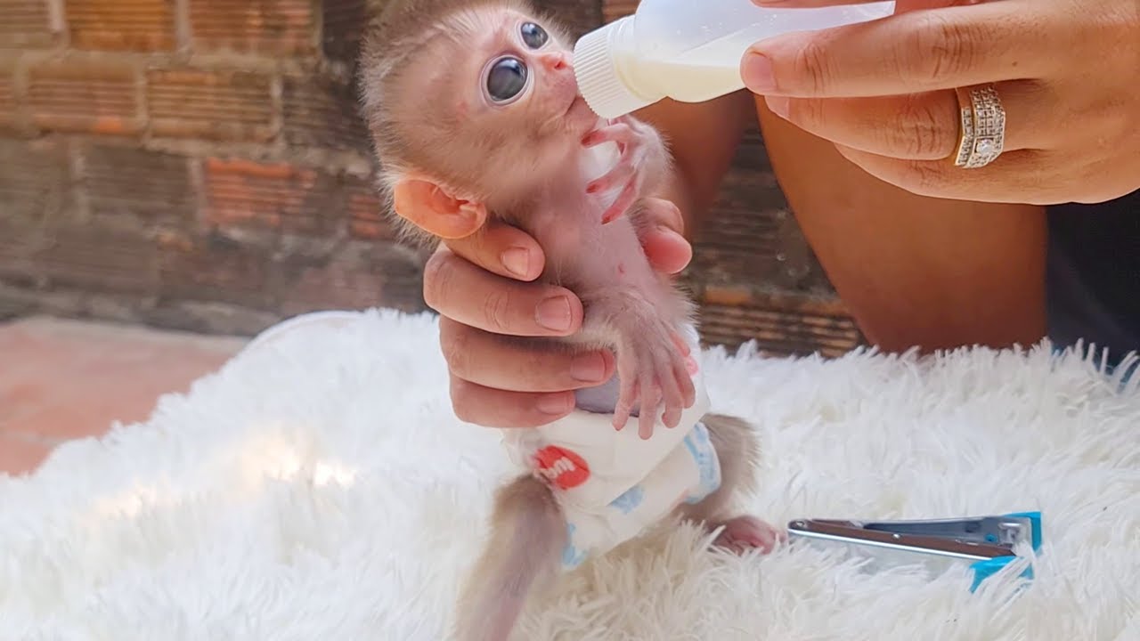 Tiny Baby Rose Drink Milk in morning 🍶