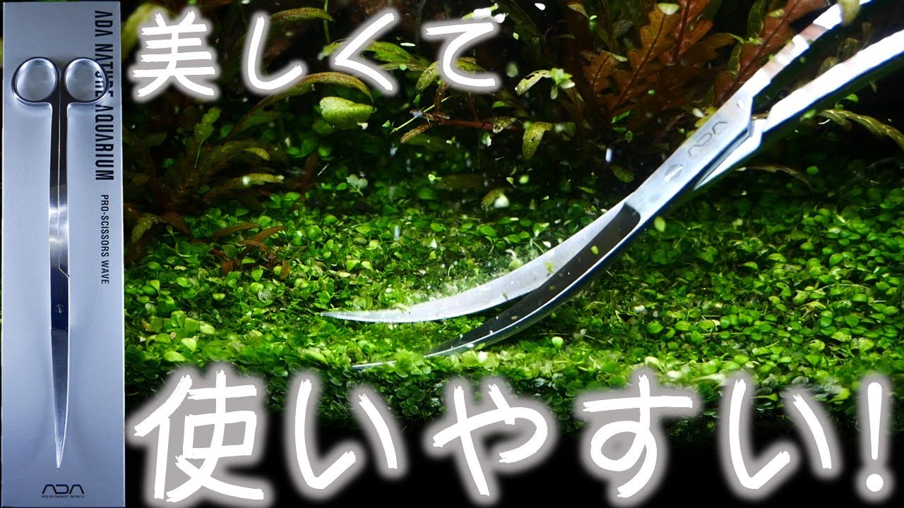 【はさみ】不器用でもADAのハサミを使いこなせるのか検証してみた。初めてです。ADAプロシザース・ウェーブ【ふぶきテトラ】
