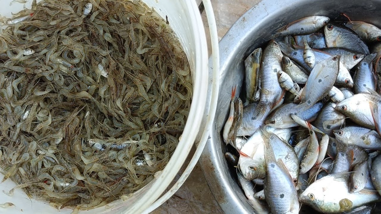 ดักกุ้งฝอย16 กุมภาพันธ์@BaoPongบ่าวป๋อง 