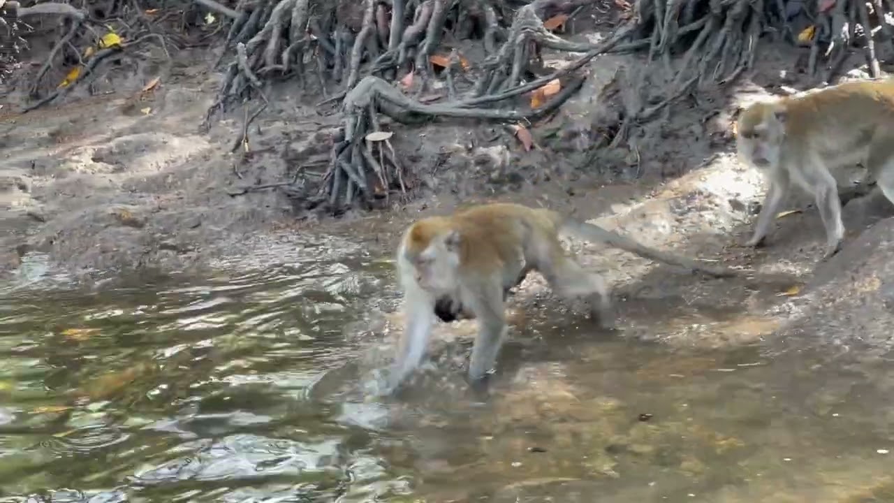 Monkeys wildlife in lankawi mangroves part 2  Malaysia 🇲🇾 