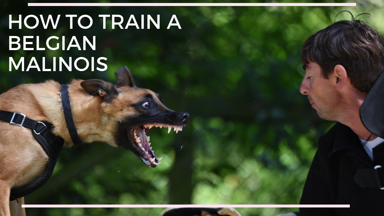 How to train Belgian Malinois Dog protection with Viorel Scinteie !!!