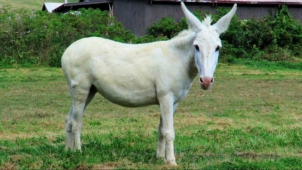 Old White Mule