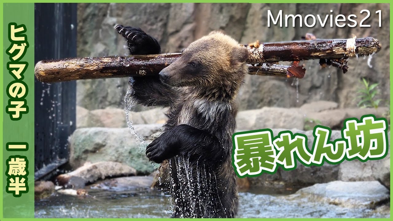 エゾヒグマの子有り余る力を発散！丸太とポリタンクで遊びまくる「すなすけ」1歳半〜Grizzly Bear  cub is playing with log and plastic container