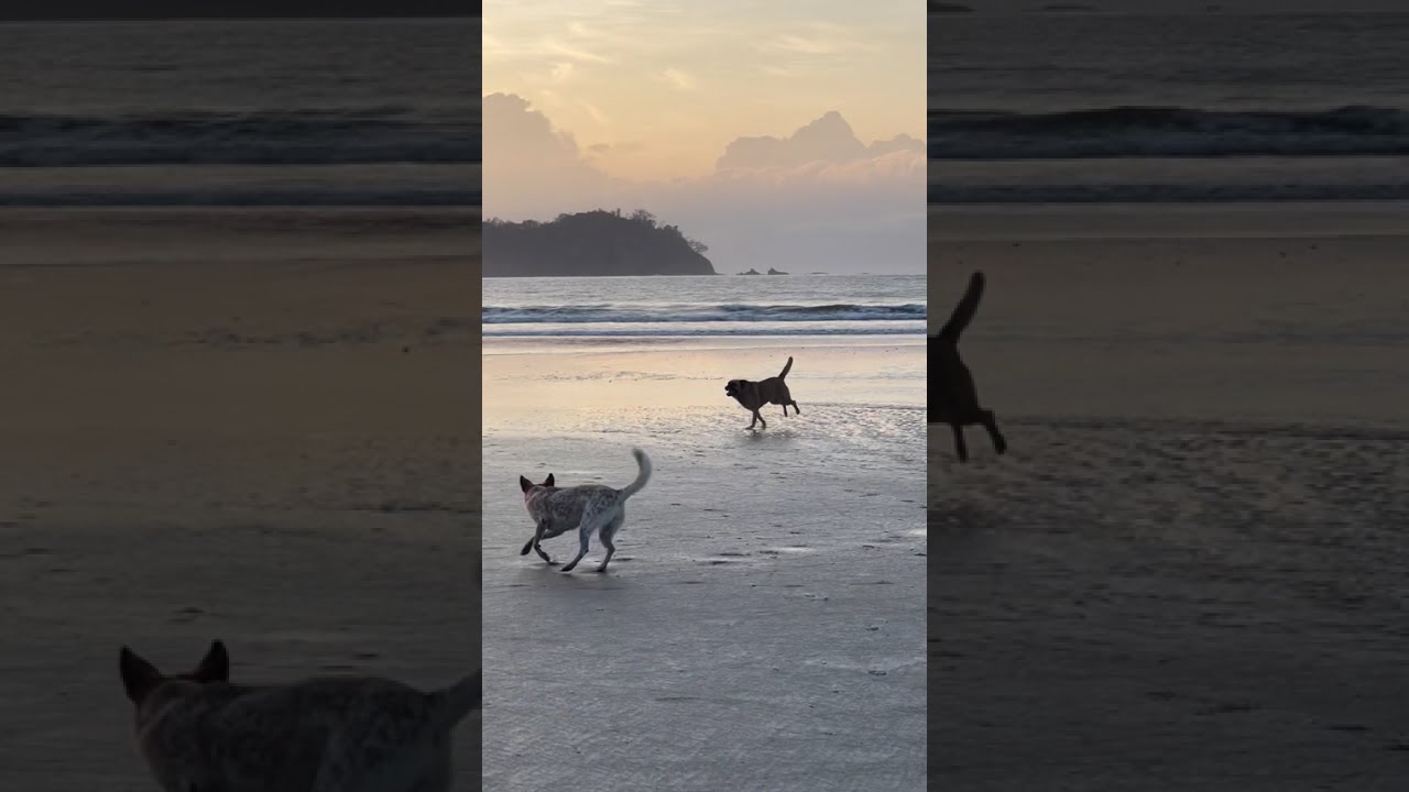 Morning Walk In Samara Beach Costa Rica #samaracostarica #costarica #centralamerica