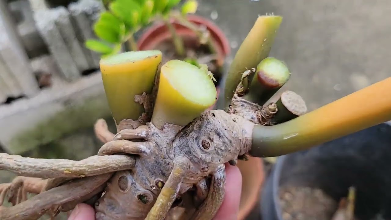REPOTTING MY ZZ PLANTS 