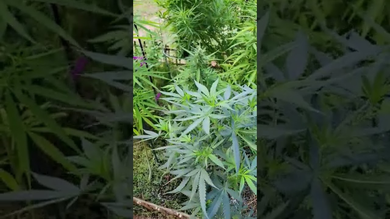 BLUE/AZUL Cannabis Plant - Tashkurgan