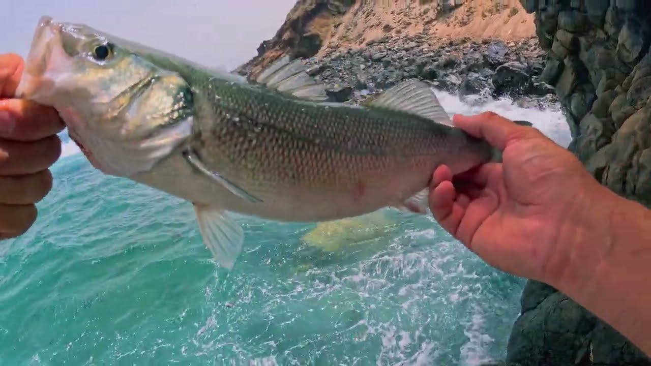 Nonstop Sea Bass Fishing with Topwater Lures | Vlog #08