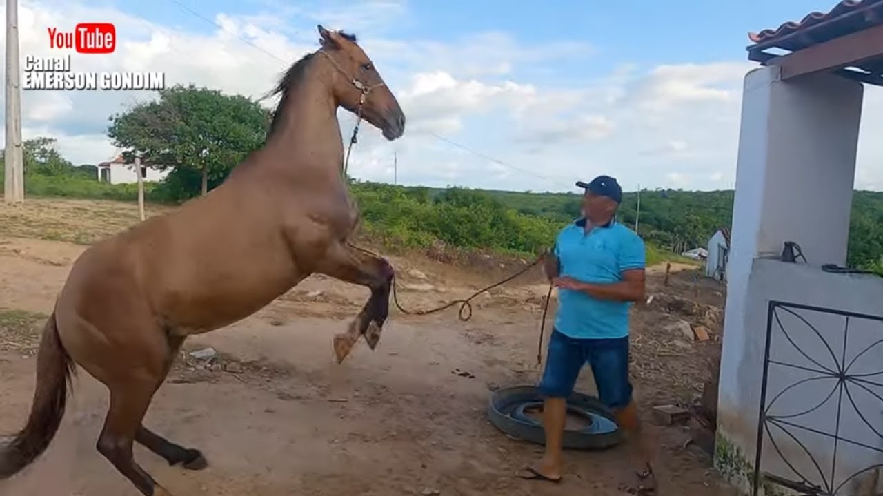ELE DISSE QUE A ÈGUA ERA MANSA