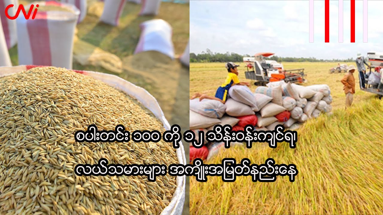 စပါးတင်း ၁၀၀ ကို ၁၂ သိန်းဝန်းကျင်ရ၊ လယ်သမားများ အကျိုးအမြတ်နည်းနေ