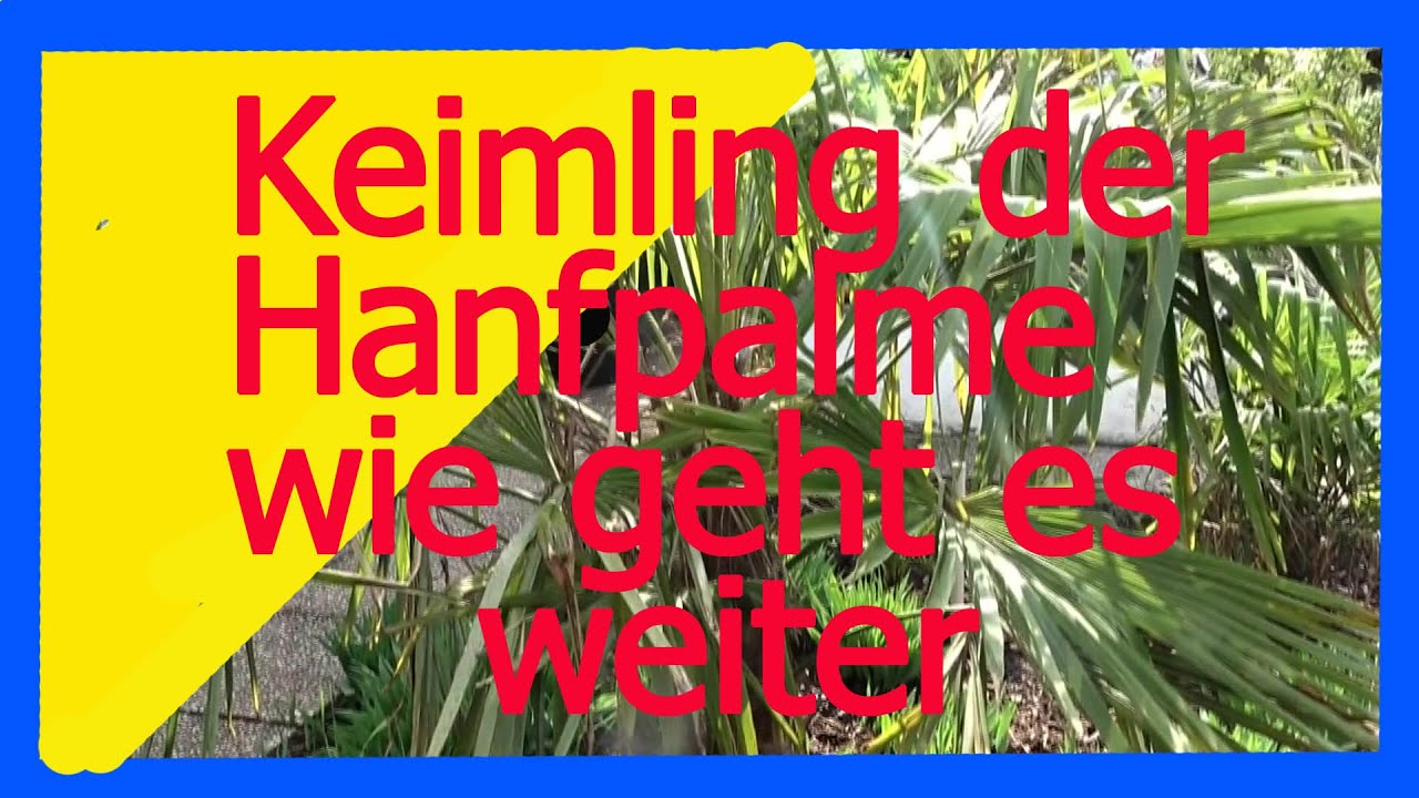 Keimlinge der Hanfpalme wie geht es weiter🌴🌴😲