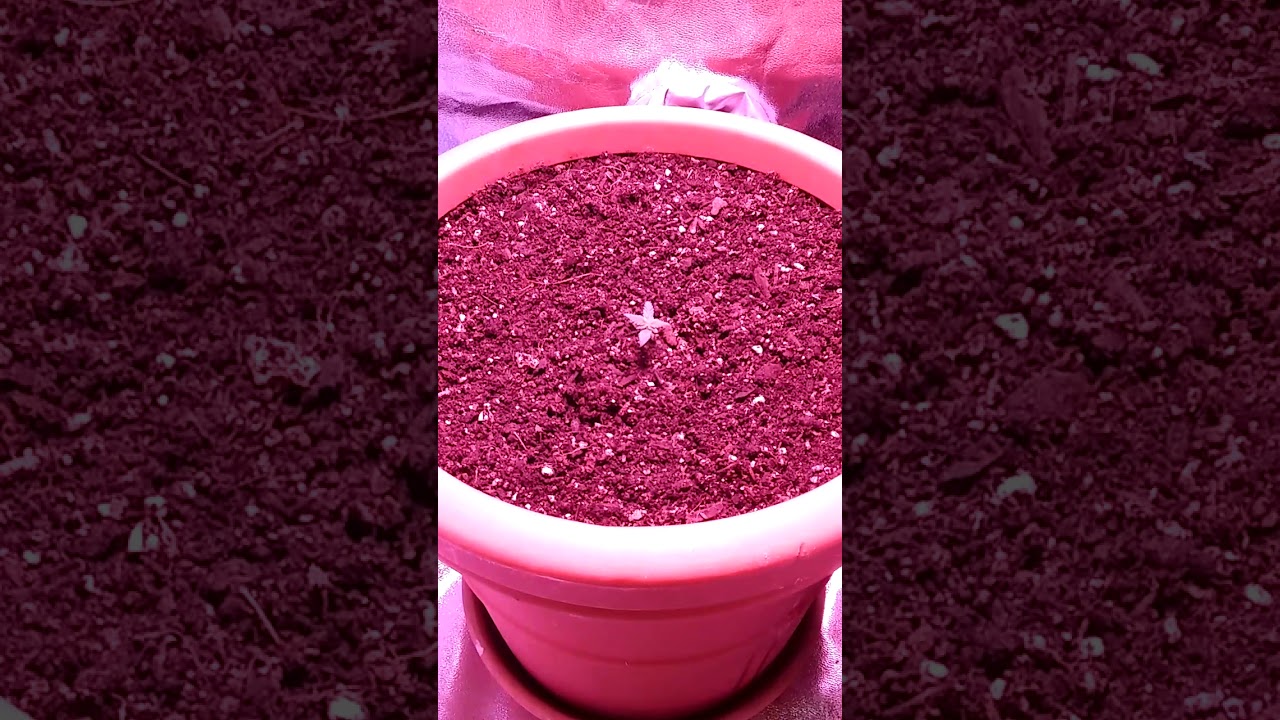 300 Watt LED Wattshine Sour Crack Auto Flower