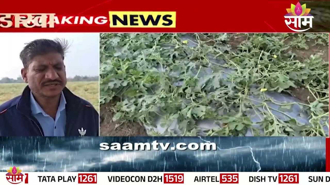 वर्ध्यात गहू, हरभरा पिकांचं नुकसान | Wardha | Unseasonal Rain | Crop Damage