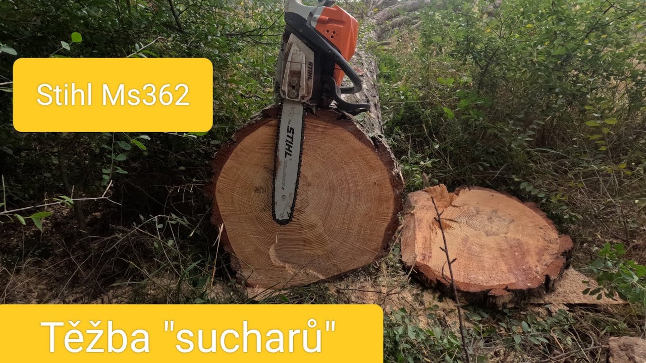 Kácení jednotlivých souší, Stihl Ms 362, Zetor Ukt 7245, Agama aga 2, @jpforest8882