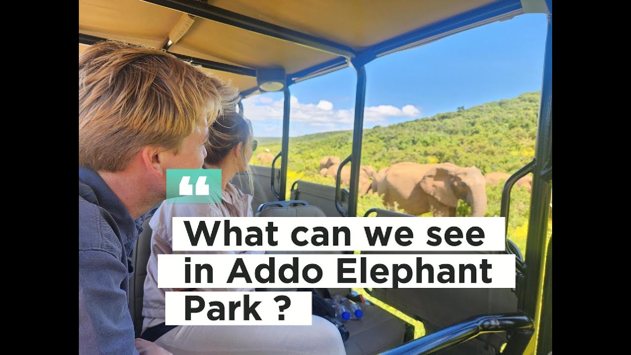 What can we see in Addo Elephant Park on a typical day ?