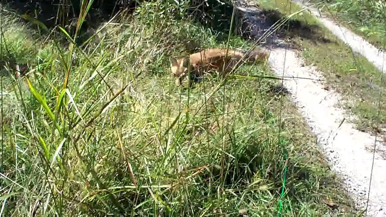 Walking Ron outside - Ron walking me LOL