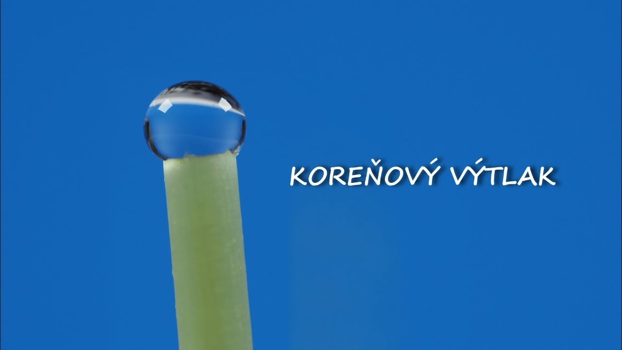 Koreňový výtlak