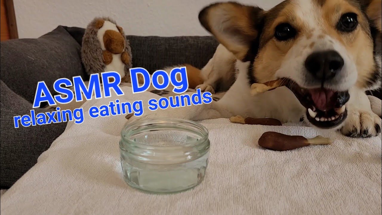 ASMR CUTE Dog eating chicken bone and licking, drinking water I relaxing, no talking I mukbang