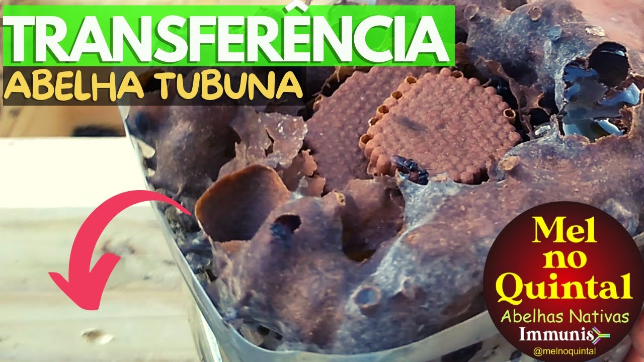 Transferência de Tubuna (Scaptotrigona bipunctata)