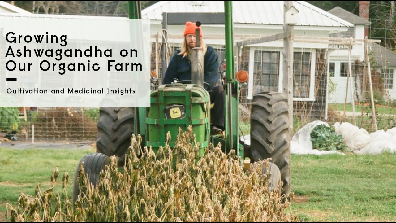Growing Ashwagandha on Our Organic Farm: Cultivation and Medicinal Insights