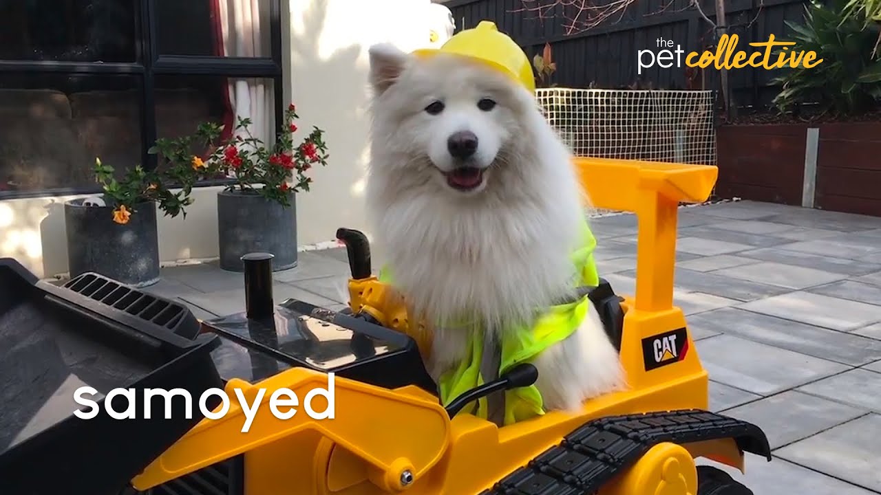 Spectacular Samoyed Dogs