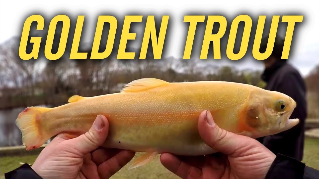 Fishing for Golden Rainbow Trout - Go for Gold!