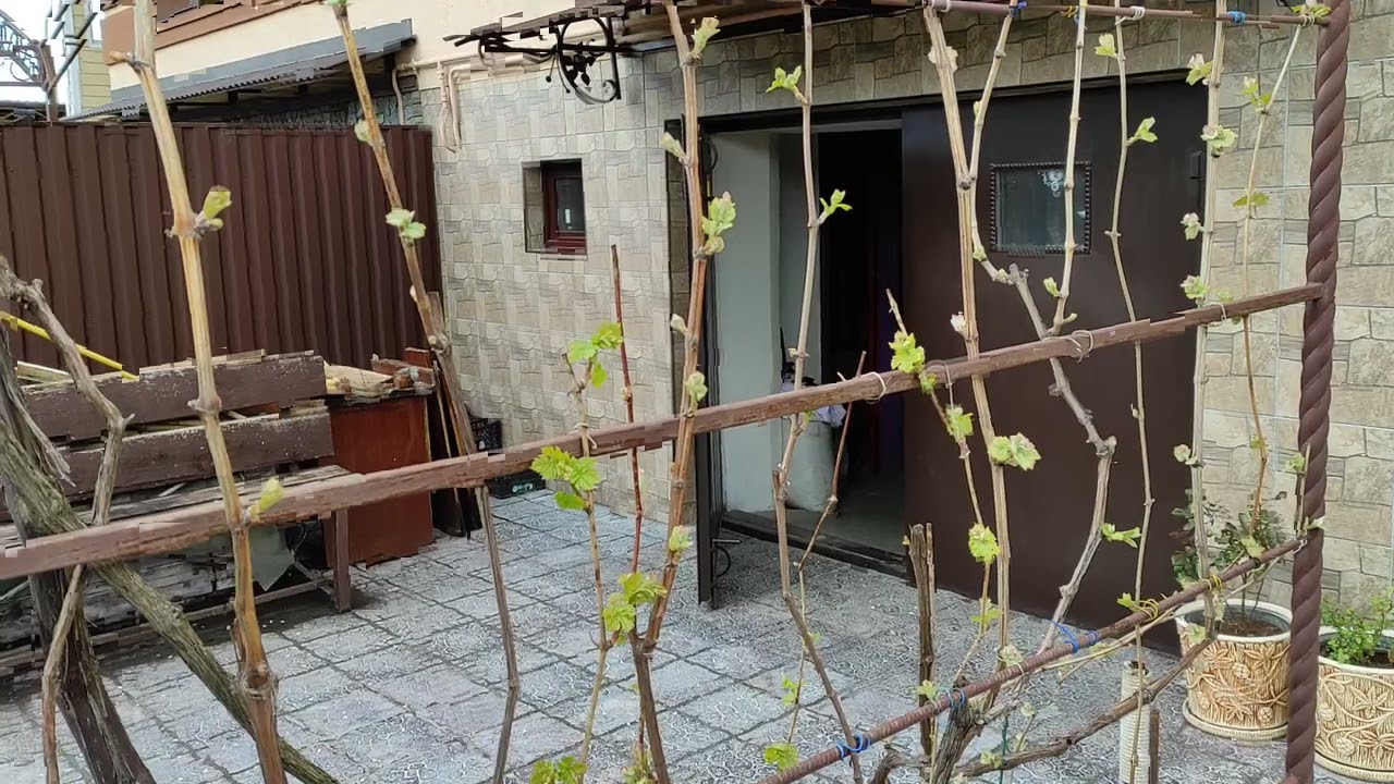 Невкривне виноградарство. Агротехніка. Нормування навантаження. Попереднє нормування бруньками.