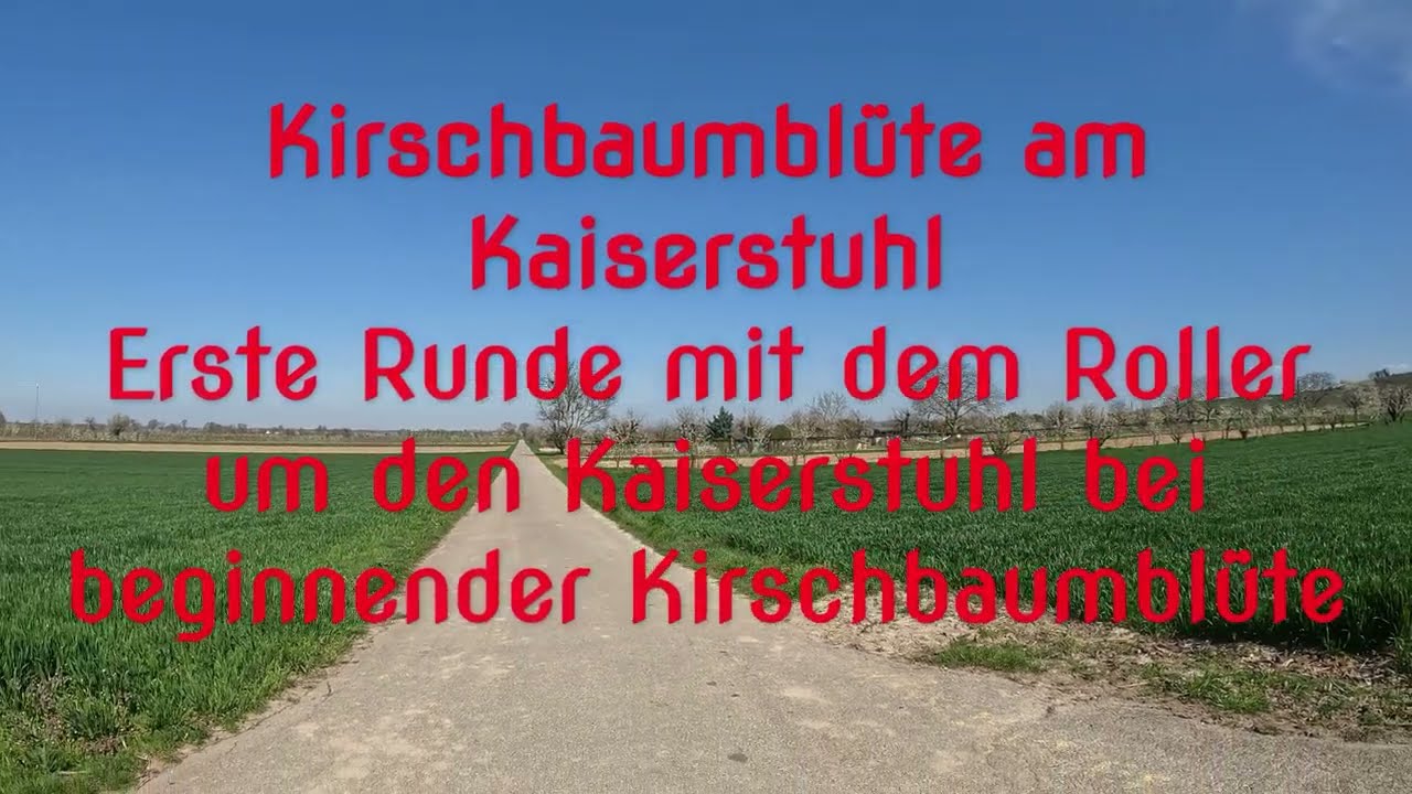 Kirschbaumblüte am Kaiserstuhl