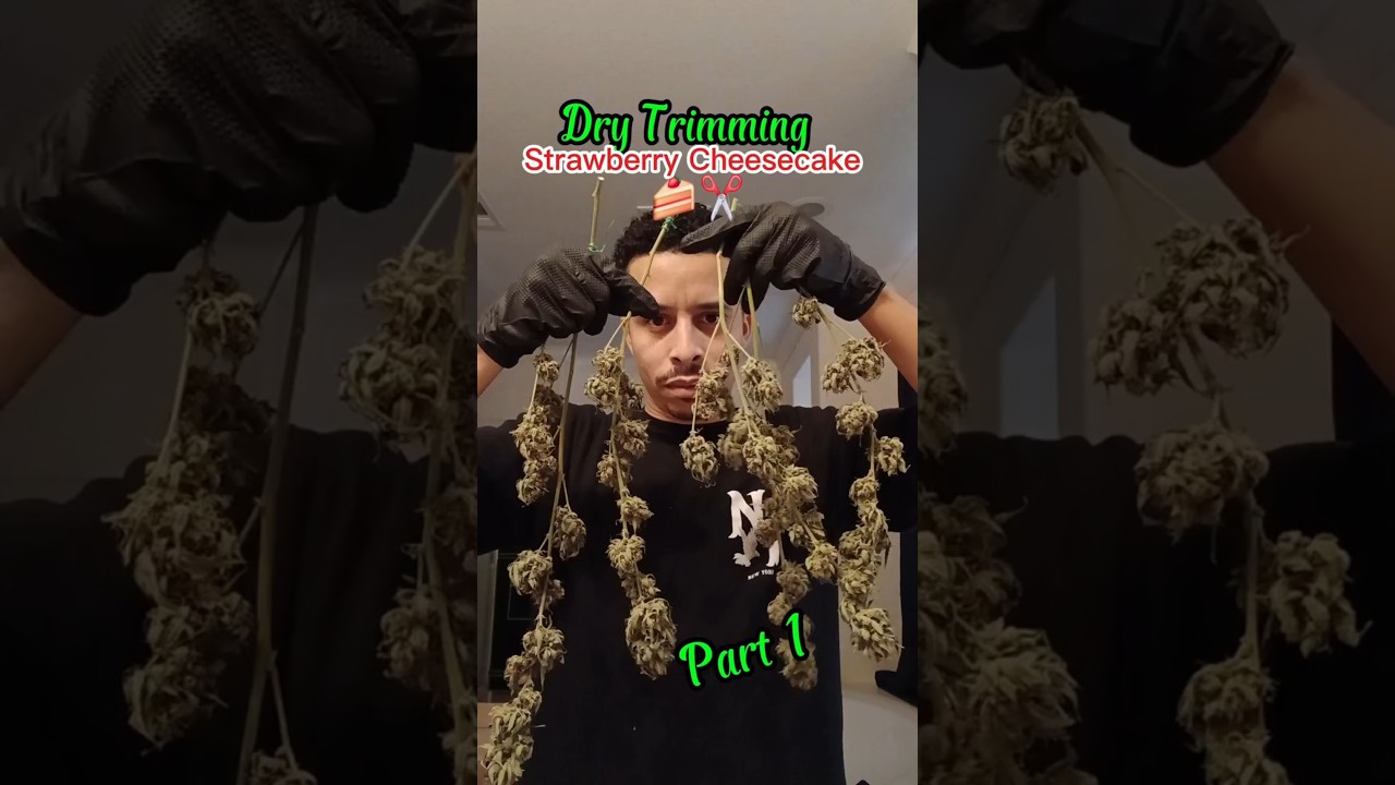 Dry Trimming Strawberry Cheesecake 🍰✂️ My First Successful Harvest 💎 Part 1 #cannabiseducation