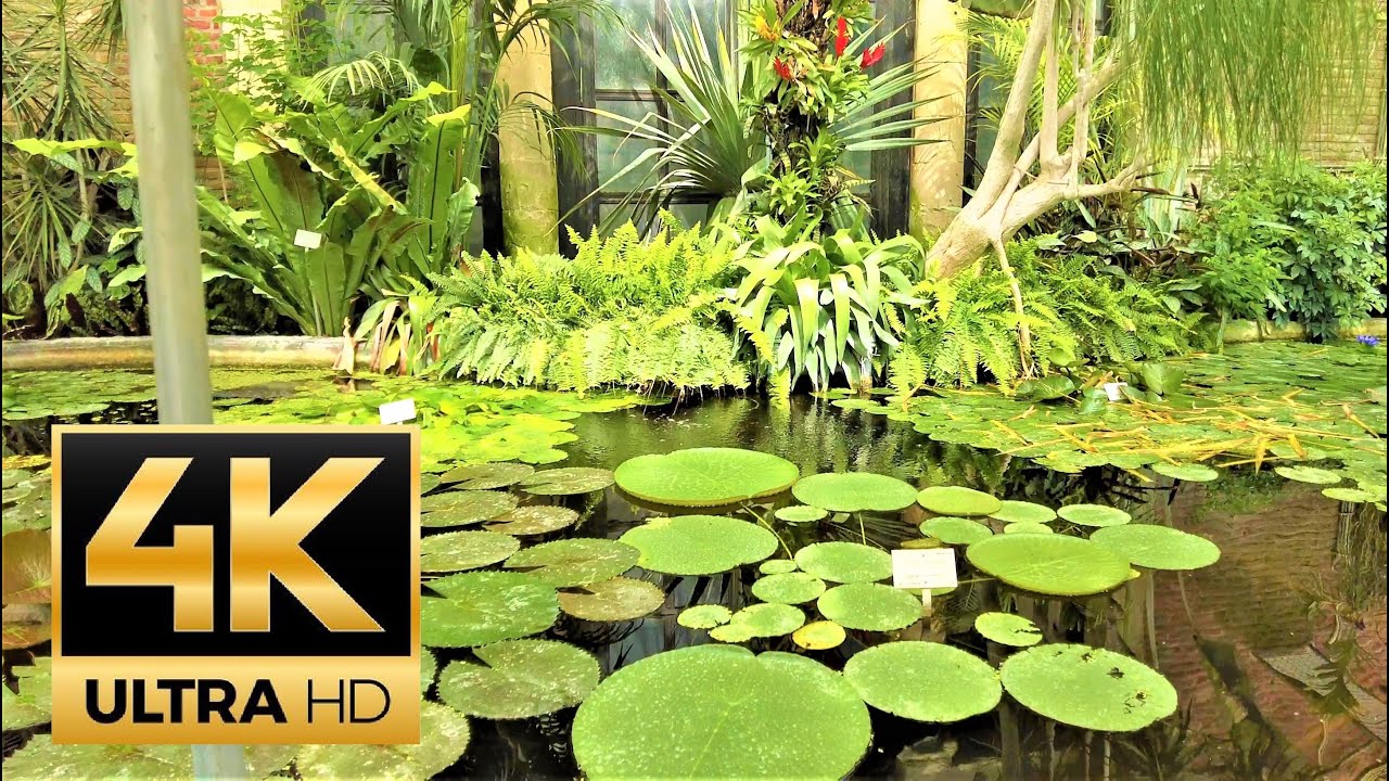 Botanical garden 4K 60fps Leuven 🇧🇪 Belgium 🇧🇪 Jardin botanique 4K UHD botanische tuin