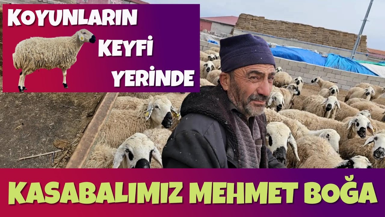 57 YAŞINDA TEK BAŞINA SÜRÜYE BAKIYOR, KOYUNLARIN KEYFİ YERİNDE, KASABALIMIZ MEHMET BOĞA