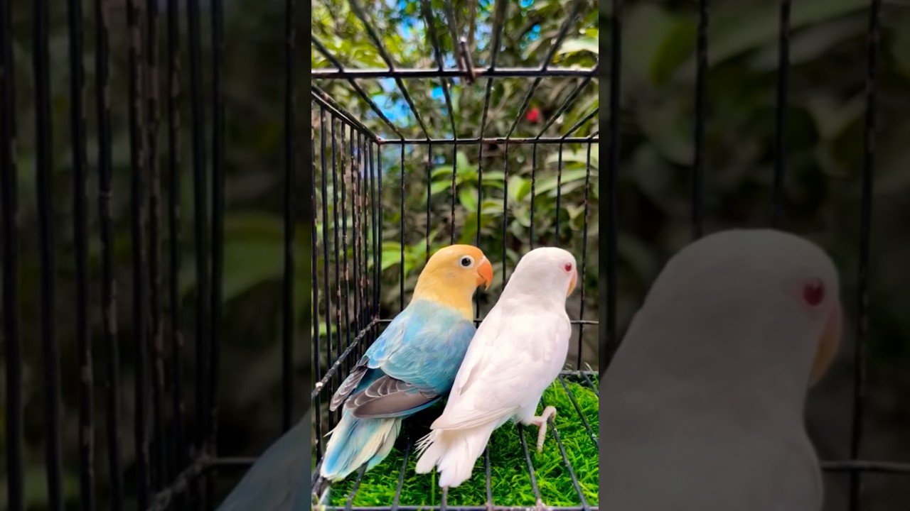 Perblue Love bird paired with albino redeyes 