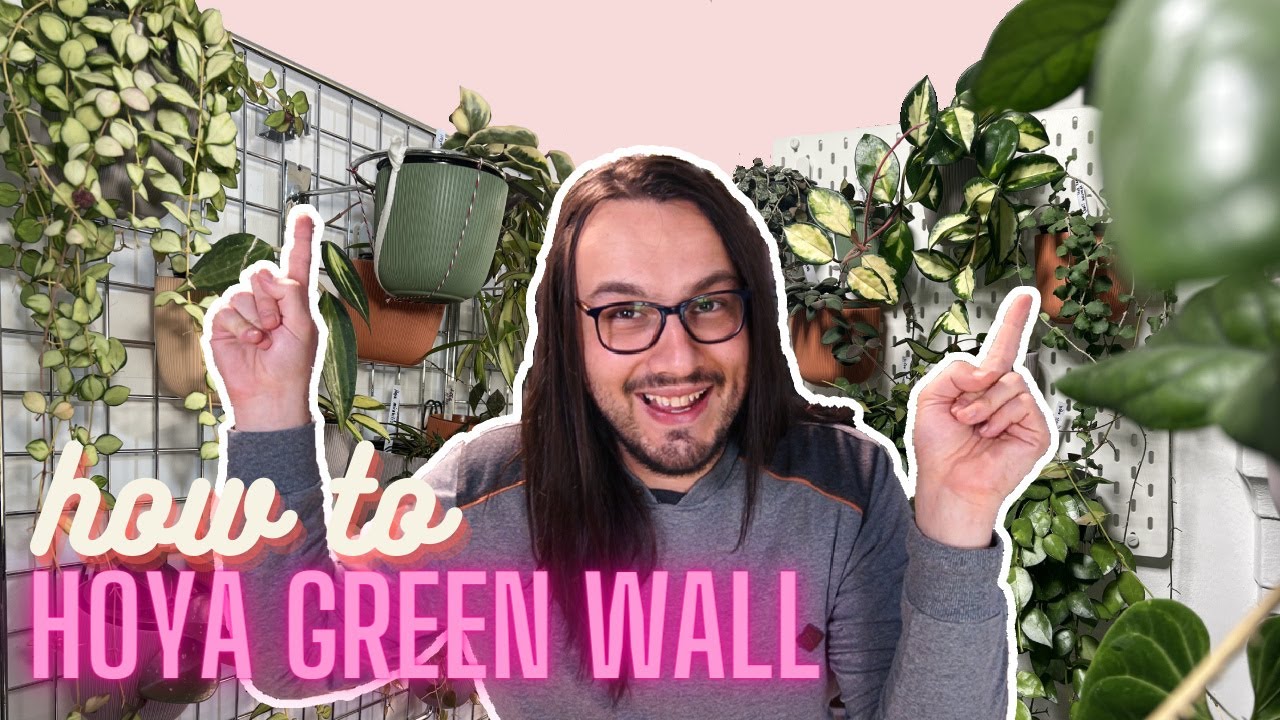 How To Make A Hoya Green Wall
