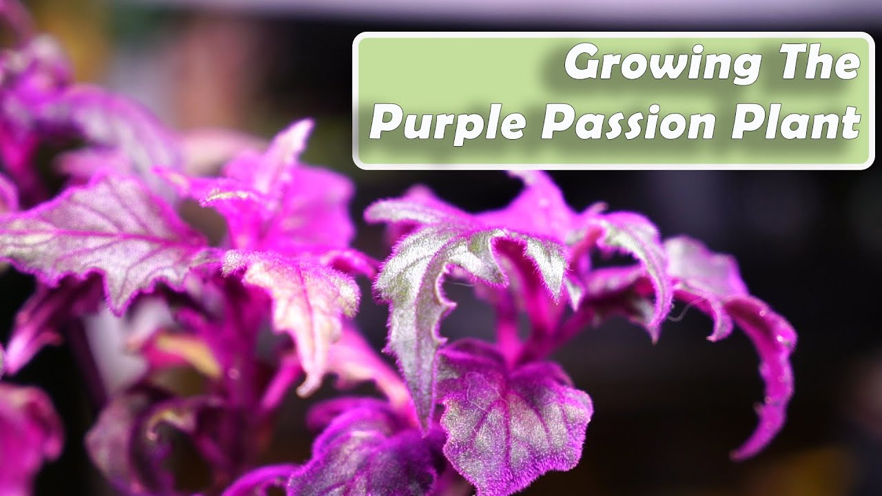Уход за растениями Purple Passion || Gynura aurantiaca: как выращивать комнатные растения