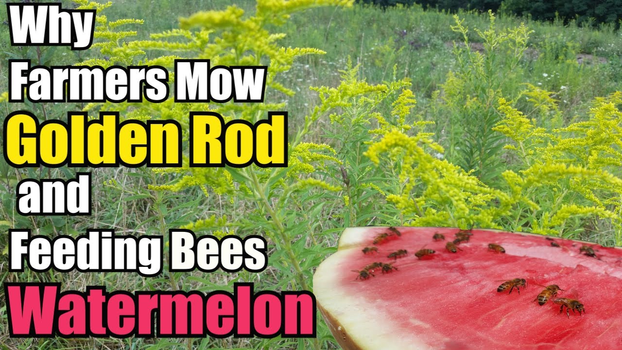 Why Farmers Mow GoldenRod & Feeding Bees Watermelon