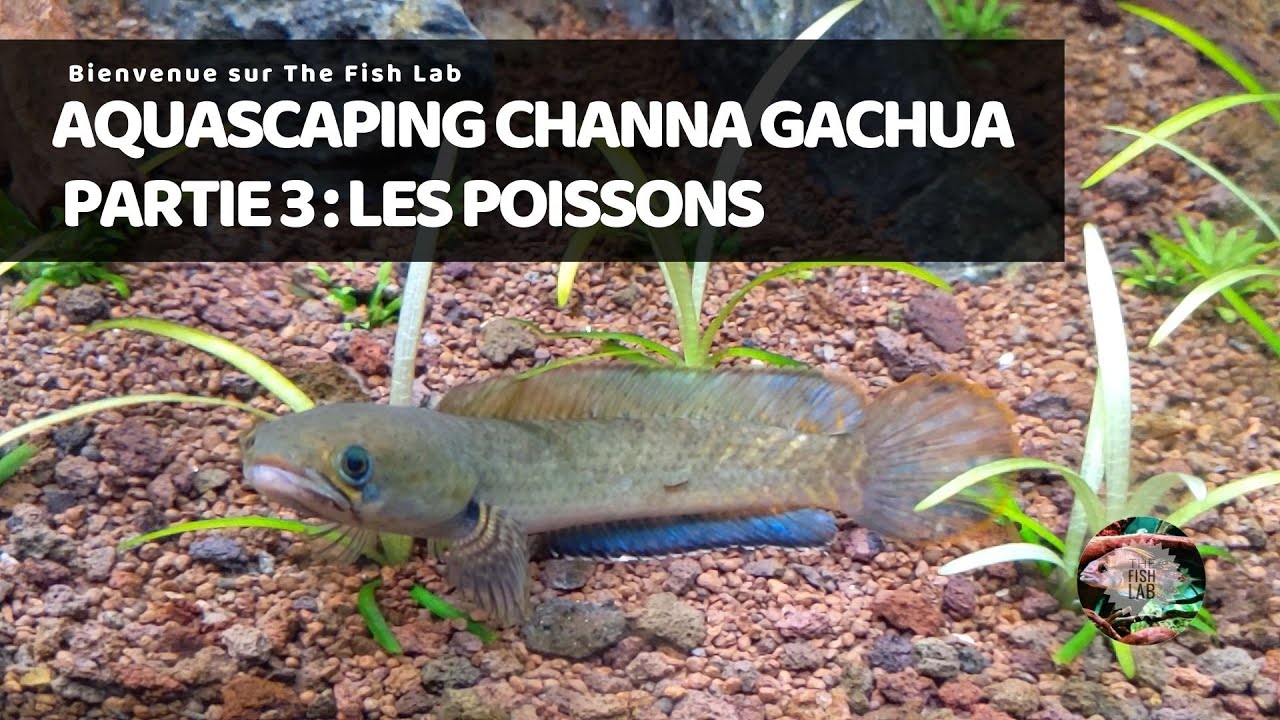 AQUASCAPING pour un couple de Channa Gachua | Partie 3 : Poissons