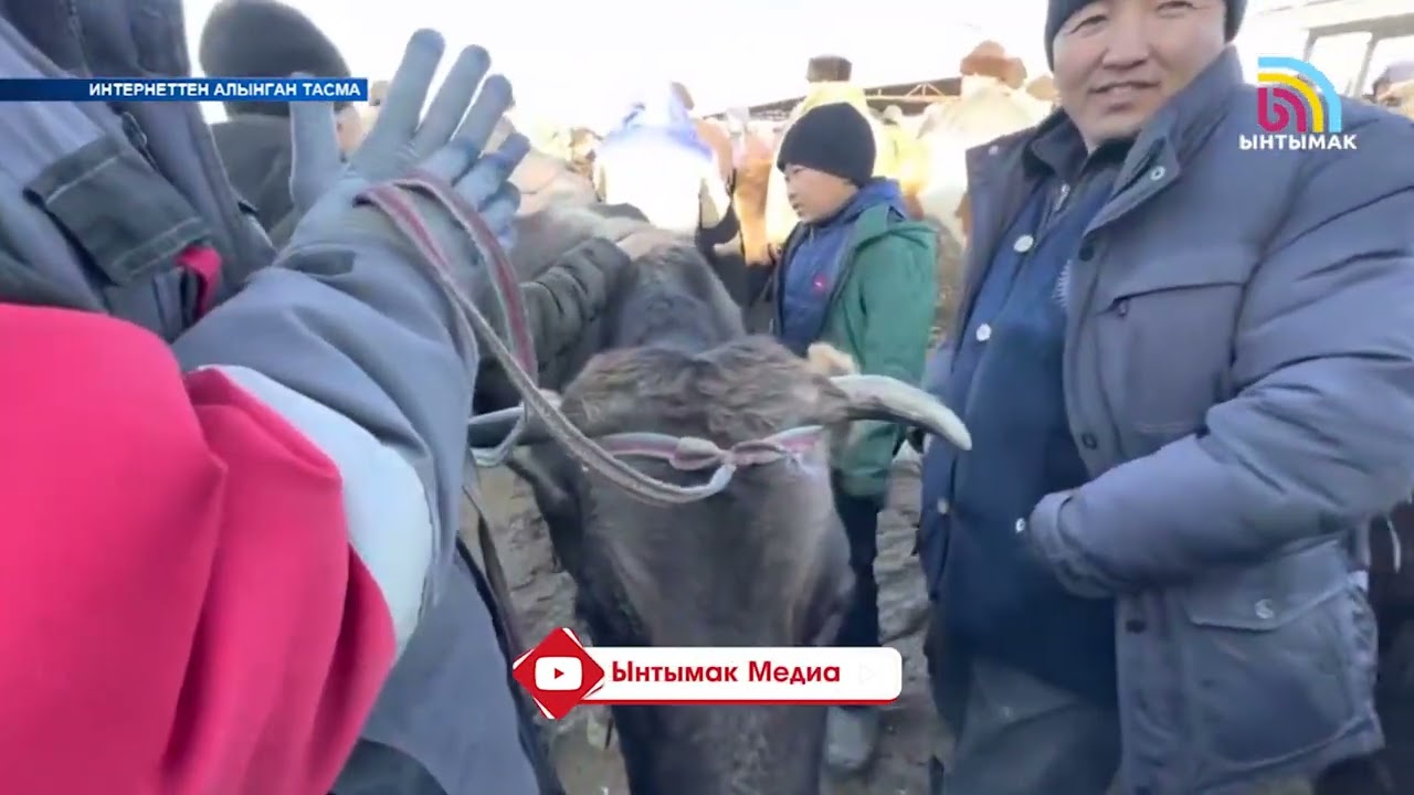 Мал уурдагандар 10 жылга соттолот | #Ынтымак