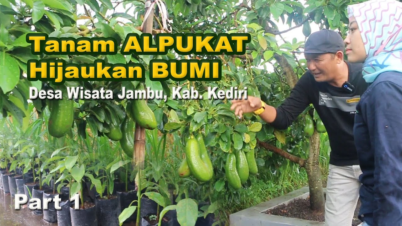 Kebun Alpukat Terluas di Desa Wisata Jambu Kediri | Hijaukan Bumi Kita | Ngopi Lestari Eps. 56