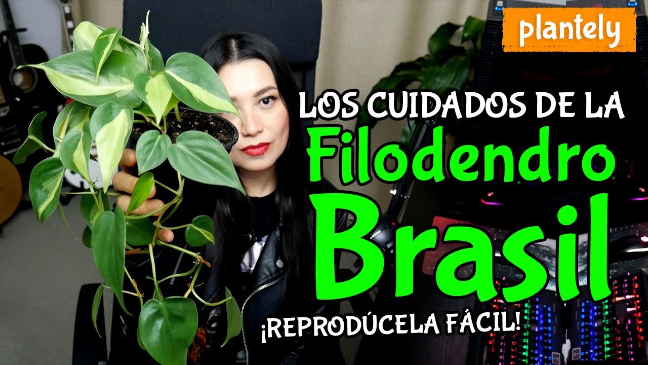 Filodendro Brasil, Philodendron Brasil, Cuidados y Reproducción | Plantely