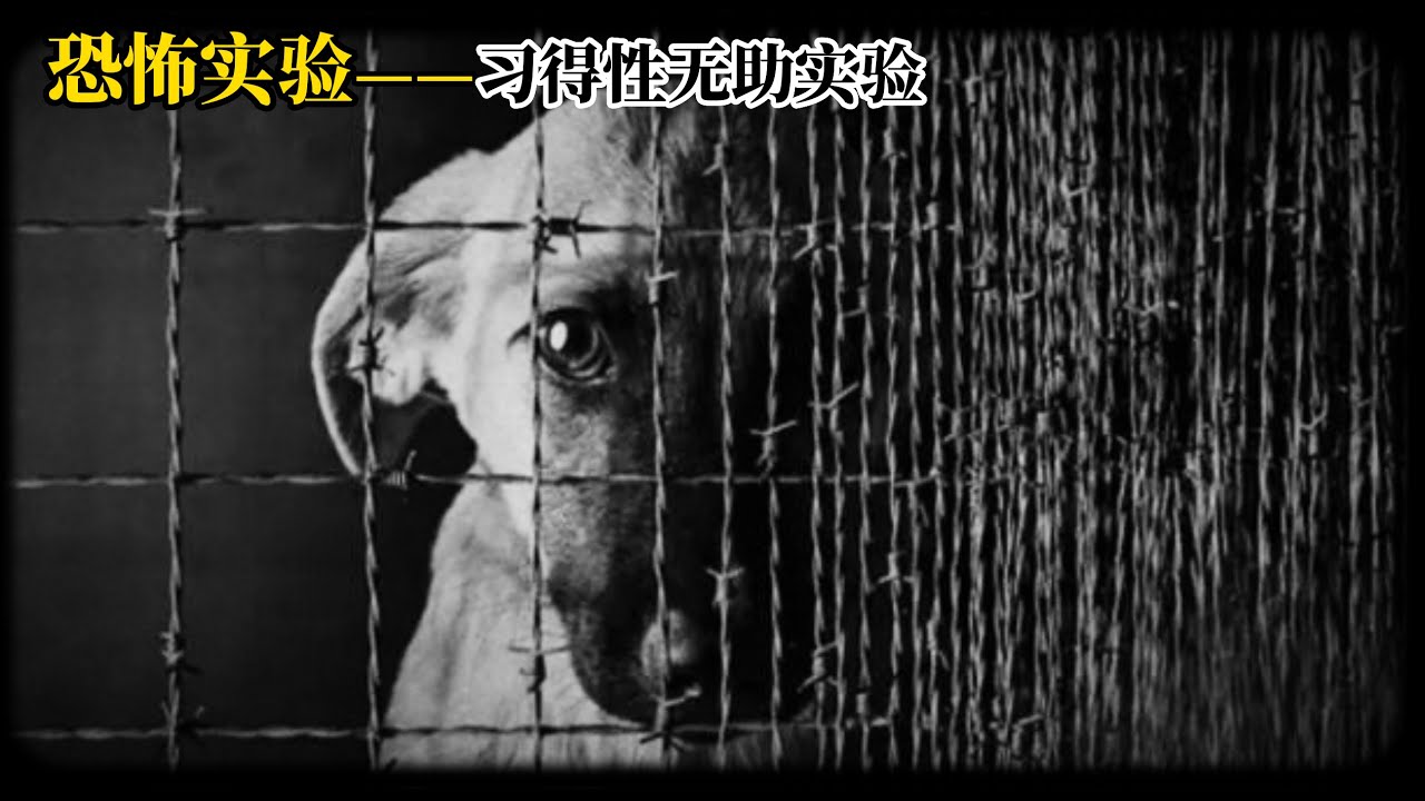 恐怖实验&mdash;&mdash;习得性无助实验