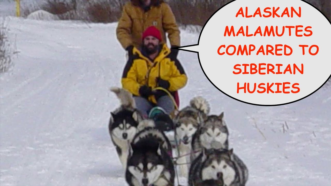 Comparing Our Alaskan Malamutes to our Siberian Huskies as Sled Dogs and as Pets:  Episode #75