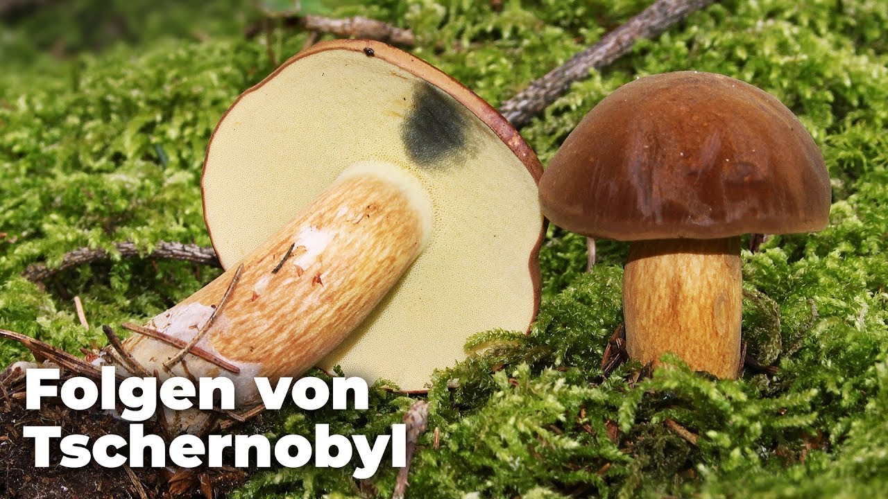 Folgen von Tschernobyl: Pilze und Wild in Deutschland sind radioaktiv belastet! - Clixoom nature