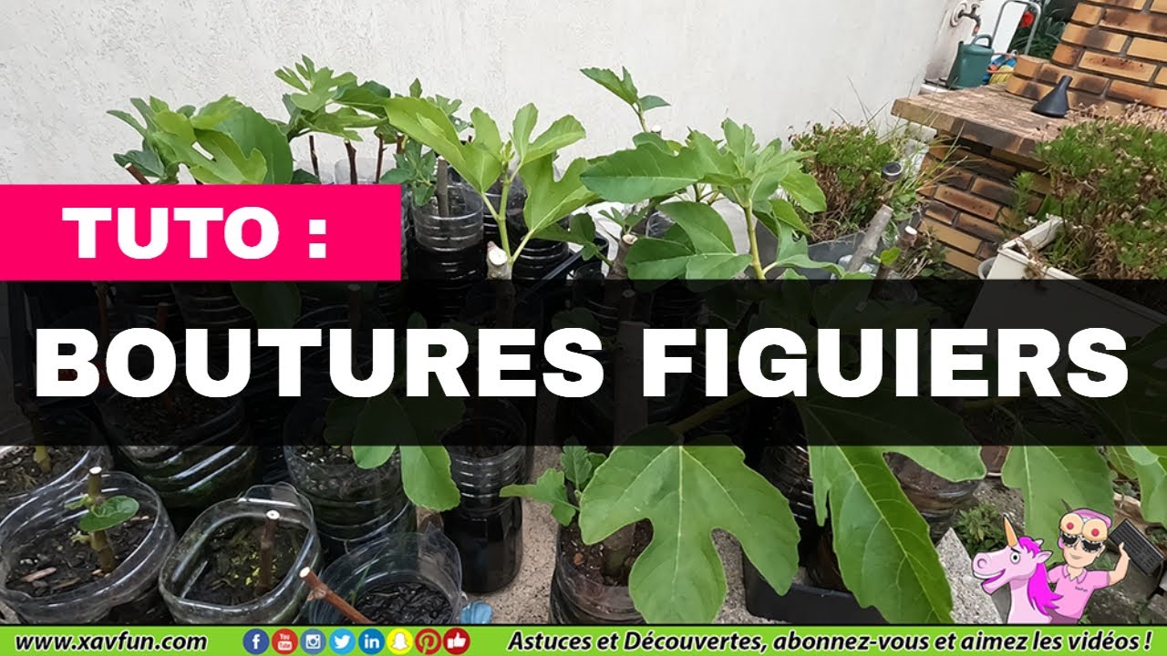 COMMENT FAIRE UNE BOUTURE DE FIGUIER ? 100% Débutant !