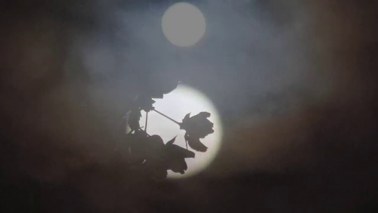 さくらももこの詩による女声合唱曲集 「ぜんぶ ここに」　（作曲：相澤 直人 ）　1. やわらかな想い　2. きもち　3. いつかのわたし　4. 木　5. 大きい木　6. ぜんぶ／Chor June