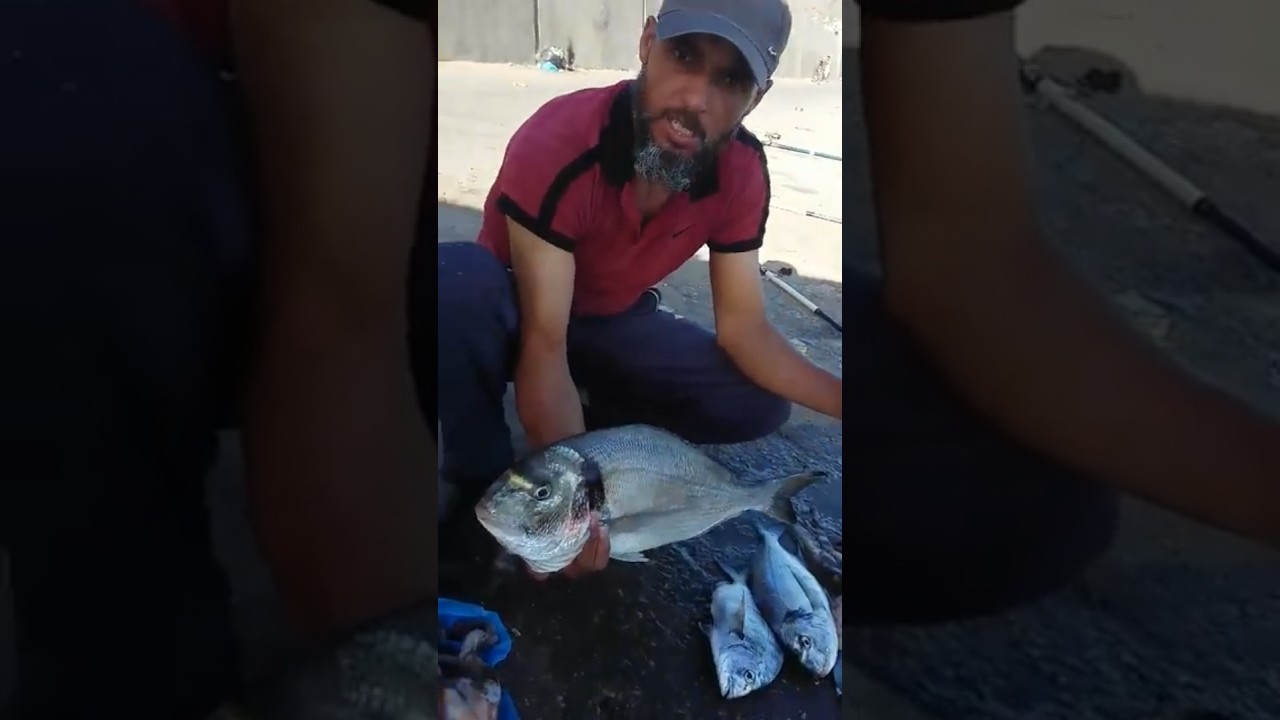 صيد السمك في الجزائر 2026  la pêche en algérie une belle dorade سمكة الدوراد