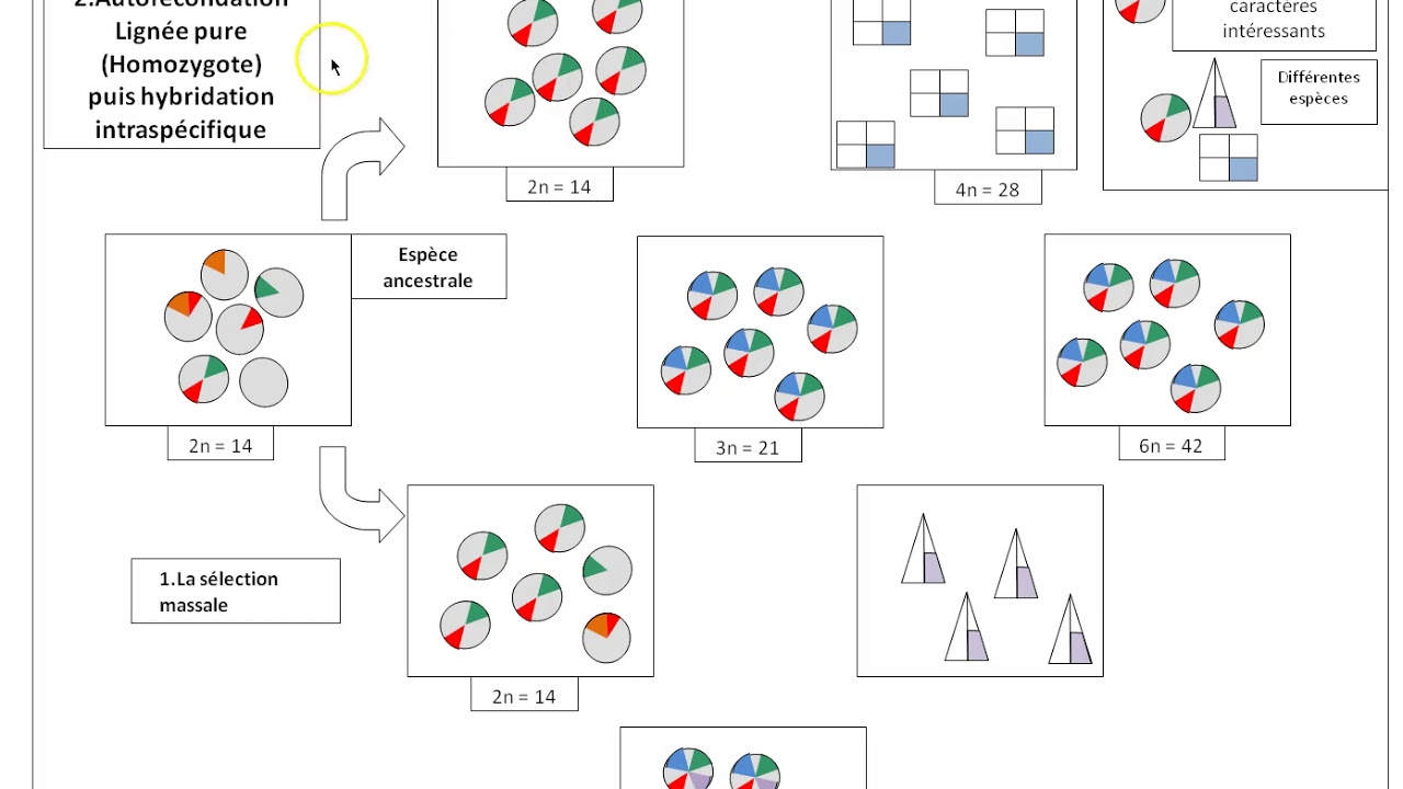 TS_Synthèse_Les mécanismes d'amelioration des plantes