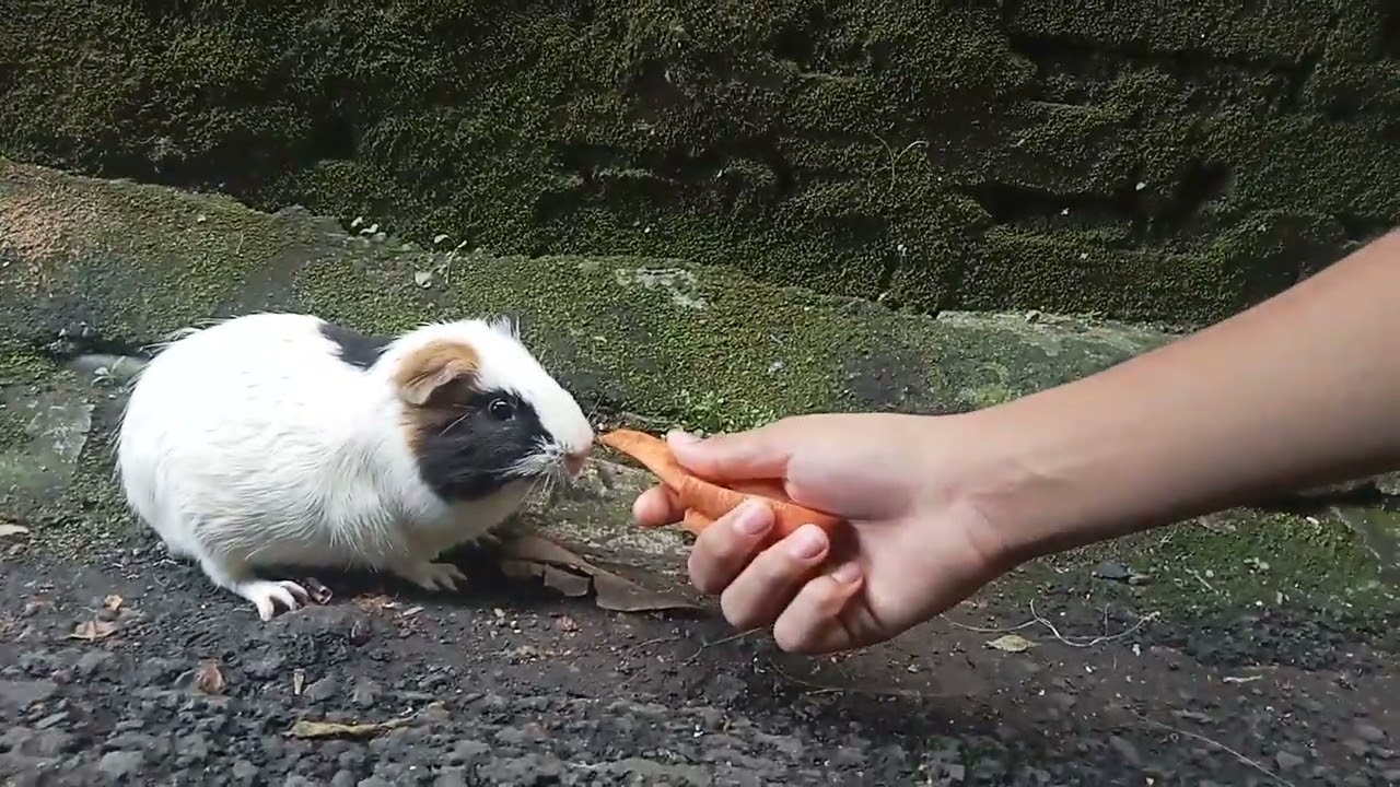 Edisi ngabuburit janoko 